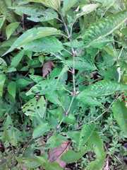 Angiospermae