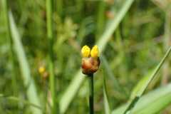 Xyris formosana