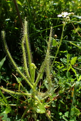 Drosera finlaysoniana