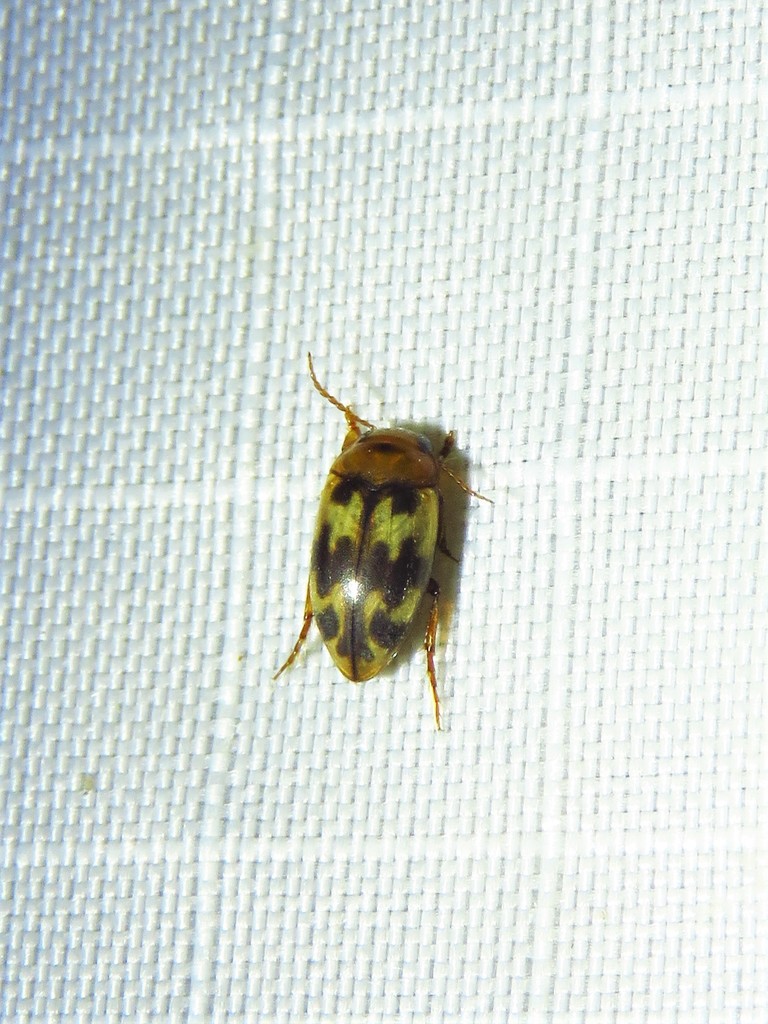 Heterosternuta diversicornis