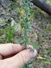 Artemisia armeniaca