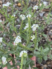 Euploca ovalifolia