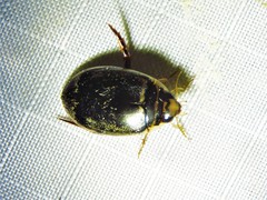 Thermonectus