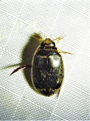 Thermonectus