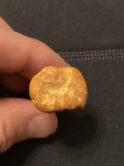 Cantharellus phasmatis