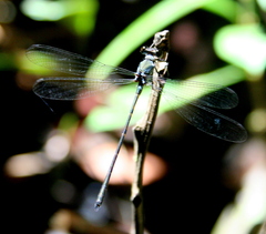 Podolestes harrissoni