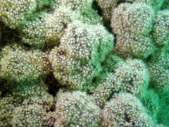 Dendronephthya australis