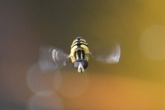 Helophilus obscurus
