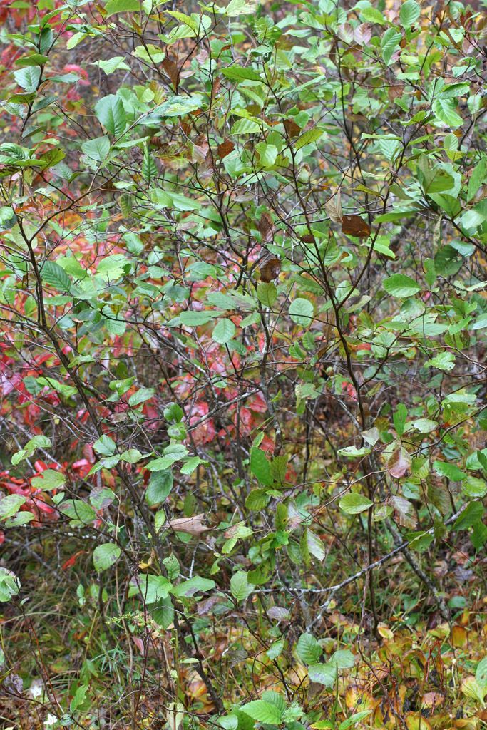 Hazel Alder (MatBio: TREES & SHRUBS - Matanzas Biodiversity) · iNaturalist