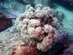 Dendronephthya australis