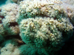 Dendronephthya australis