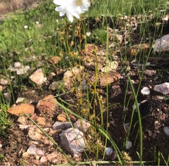 Drosera heterophylla