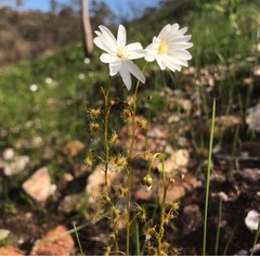 Drosera heterophylla