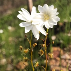 Drosera heterophylla
