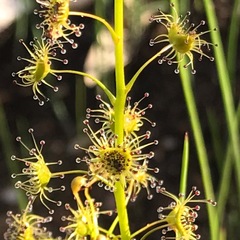 Drosera heterophylla