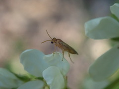Hoplocampa