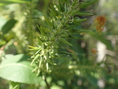 Salix silesiaca