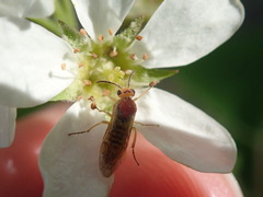 Hoplocampa