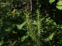 Salix silesiaca