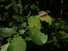 Salix silesiaca