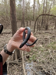 Amphiuma tridactylum