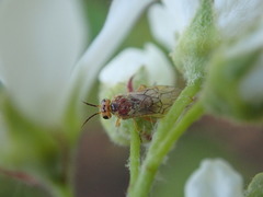 Hoplocampa