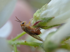 Hoplocampa