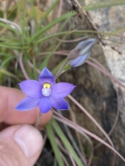 Thelymitra queenslandica