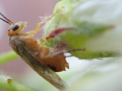 Hoplocampa