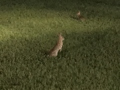 Sylvilagus floridanus