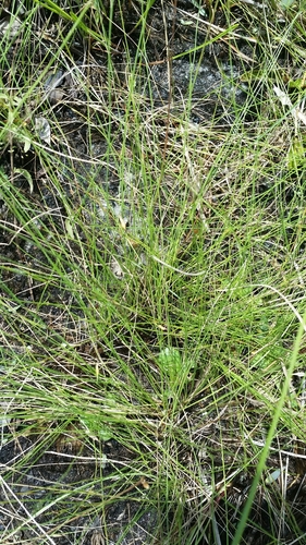 Image of Rhynchospora galeana by (c) Jay Horn, some rights reserved (CC BY)