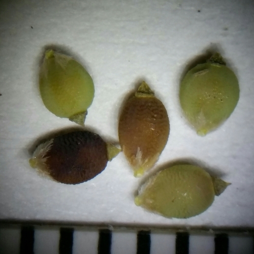 Image of Rhynchospora galeana by (c) Jay Horn, some rights reserved (CC BY)