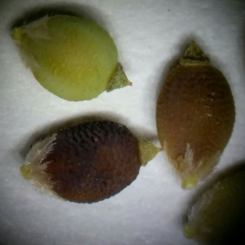 Image of Rhynchospora galeana by (c) Jay Horn, some rights reserved (CC BY)