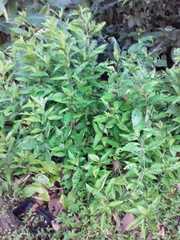 Angiospermae