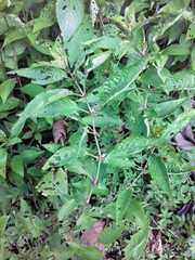 Angiospermae