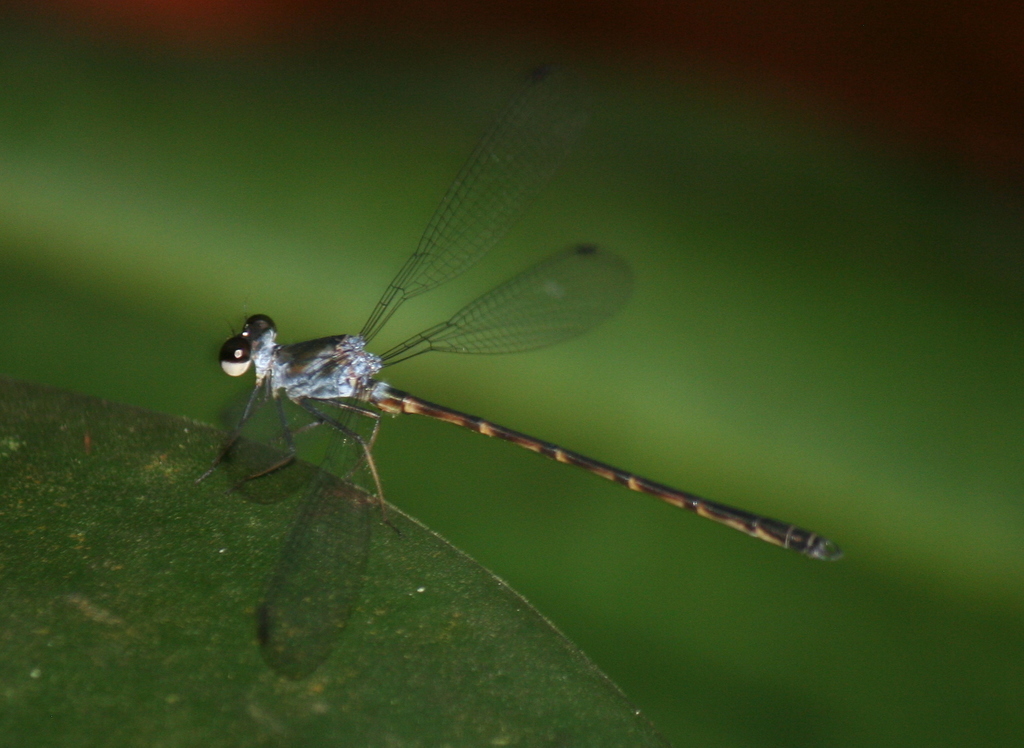 Podolestes harrissoni