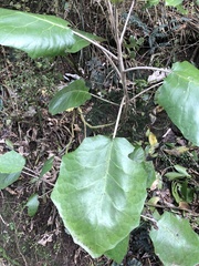 Brachyglottis repanda