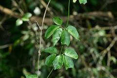 Neoalsomitra clavigera