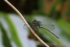 Pornothemis serrata