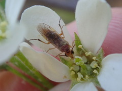 Hoplocampa