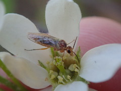 Hoplocampa