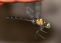Pornothemis serrata