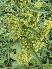 Rumex dentatus