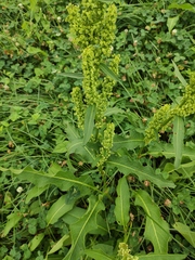 Rumex dentatus