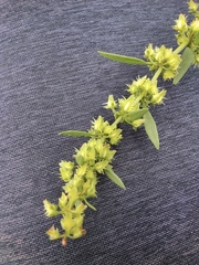 Rumex dentatus