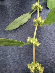 Rumex dentatus