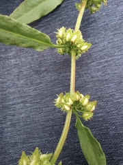 Rumex dentatus