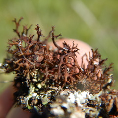 Cetraria aculeata