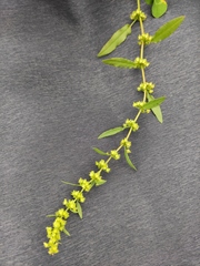 Rumex dentatus