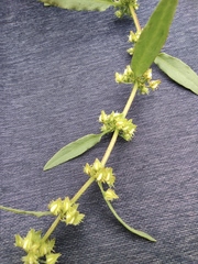 Rumex dentatus
